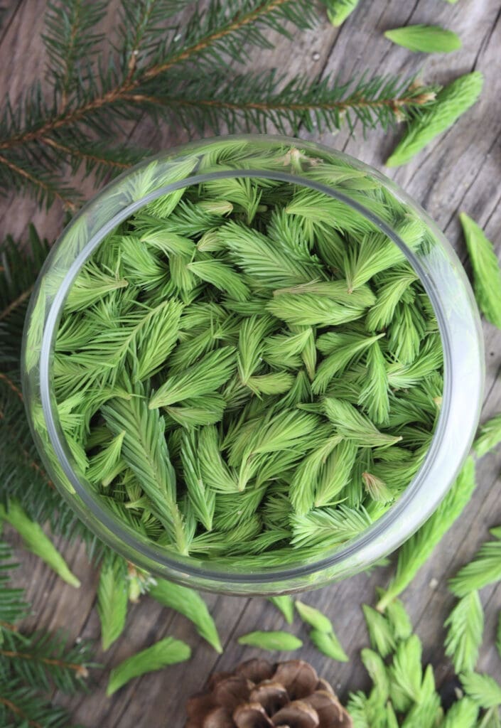 image of spruce tips in a jar